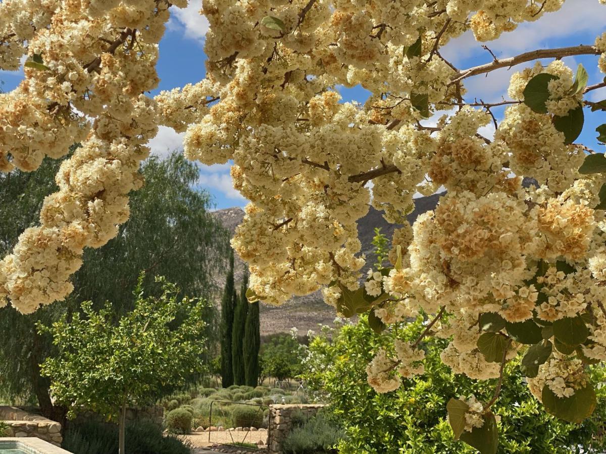 The Olive House, Prince Albert Bagian luar foto